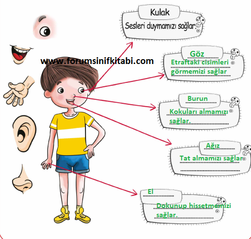 3.Sınıf Fen Bilimleri Meb yayınları Çalışma Kitabı Sayfa 23 Cevapları