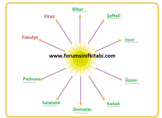 3.Sınıf Hayat Bilgisi Meb yayınları Çalışma Kitabı Sayfa 61 Cevapları